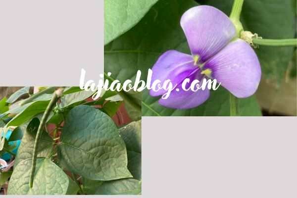 豆の花
